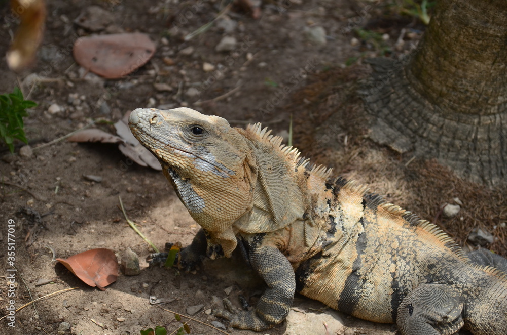Iguana in Tulum archaeological site, Quintana Roo.Mexico Iguana in Tulum archaeological site, Quintana Roo.Mexico