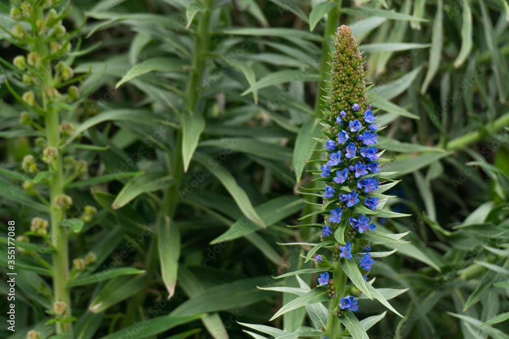 Obraz premium Close up of Violet Echium candicans or Pride of Madeira are on the blur green leave bushes
