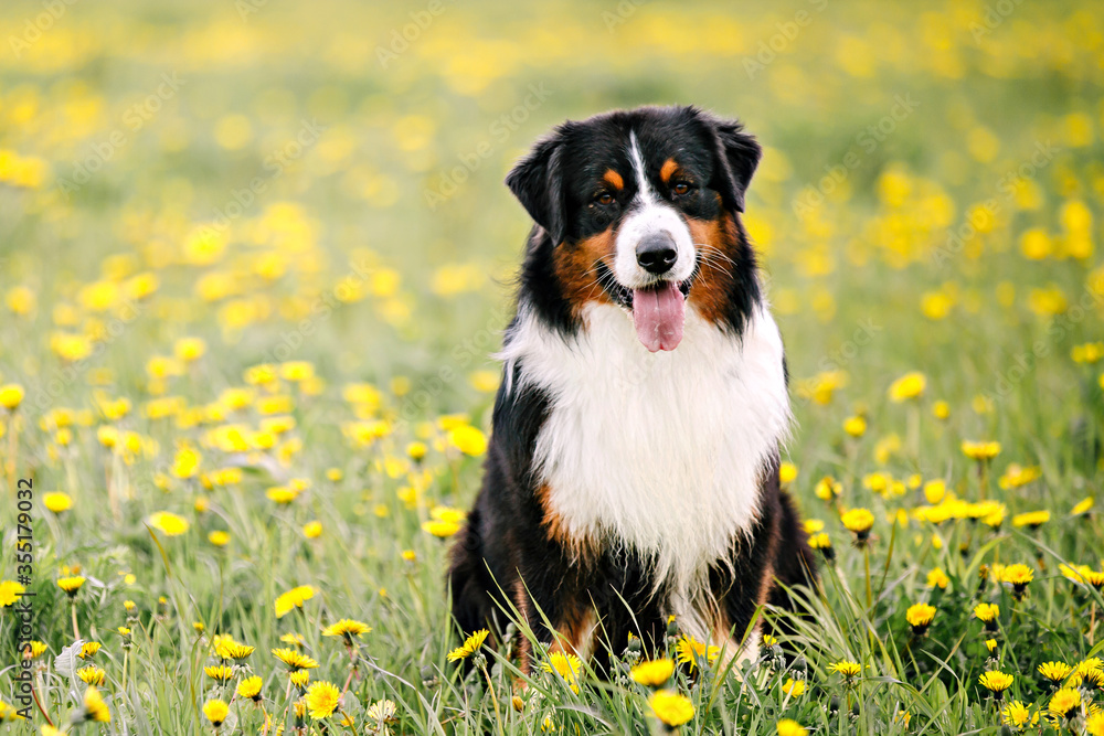 Fototapeta premium Australian Shepherd on the grass. A happy dog sitting through a field with yellow dandelions