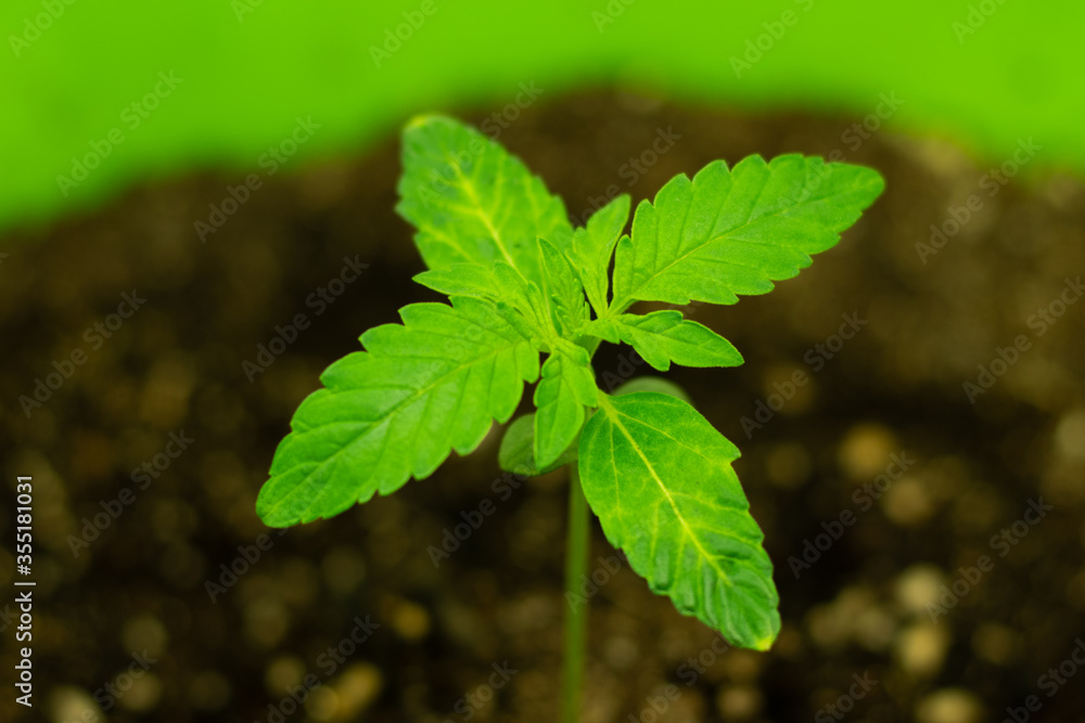 Small and young cannabis plant leaves close-up Small and young cannabis plant leaves close-up