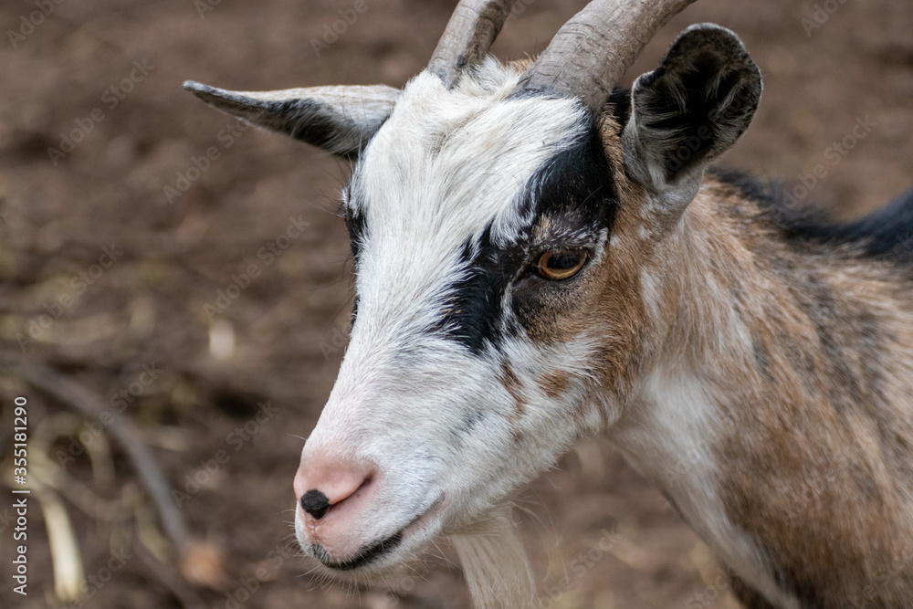 Calico spotted dappled pattern goat head close-up on blurred brown background. Domestic farm animal with horns