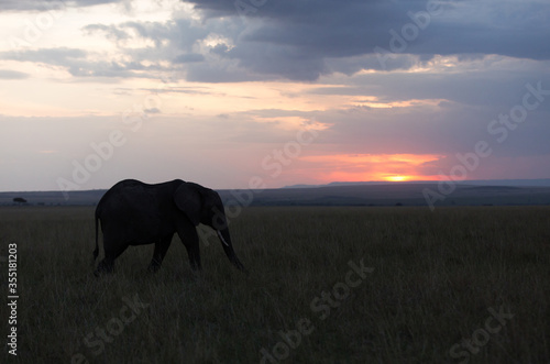 Silhouette of a African elephant during sunset at Masai Mara, Kenya