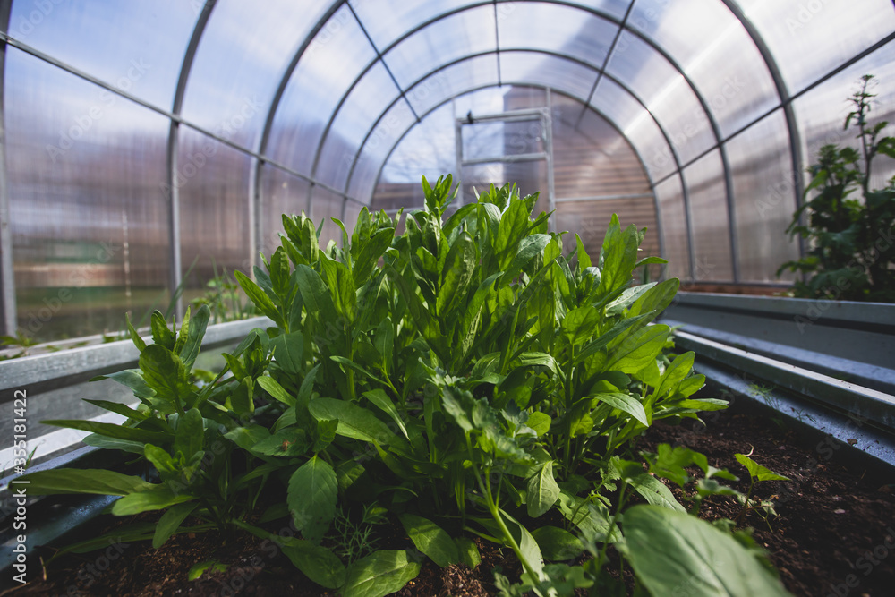 Process of working and gardening in greenhouse hothouse, farmer watering the plants, vegetables and seedlings Process of working and gardening in greenhouse hothouse, farmer watering the plants, vegetables and seedlings