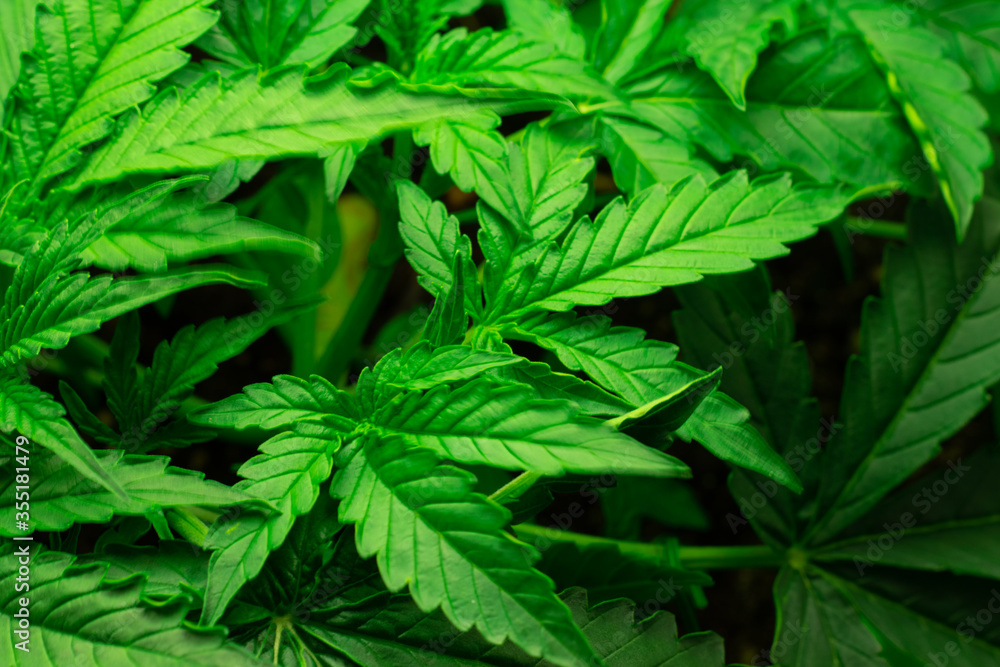 Bunch of cannabis weed leaves close up. Medical use of drug. Marijuana legalize. Bunch of cannabis weed leaves close up. Medical use of drug. Marijuana legalize.