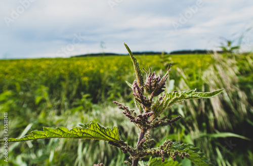 field of wheat