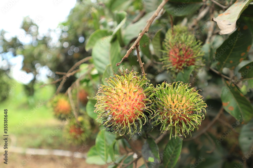 Rambutan cooked and fresh on the tree. Rambutan cooked and fresh on the tree.
