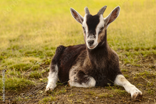 View on a goat lying on a field of Transylvania, Romania on a cloudy day.
