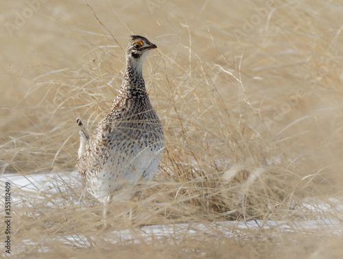 Fototapeta A male sharp-tailed grouse is on alert on the Wyoming prairie.