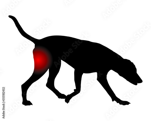 Hund mit Schmerzen im Hinterlauf
