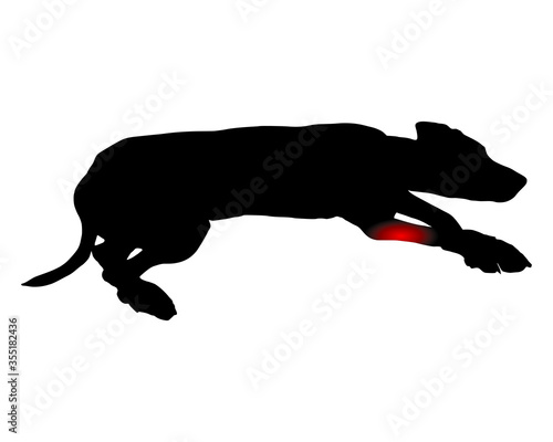 Hund mit Schmerzen im Vorderlauf