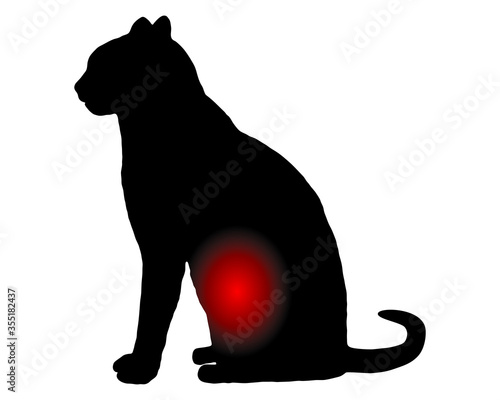 Katze mit Bauchschmerzen