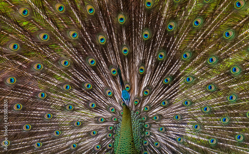 Green peafowl or Thai peacock