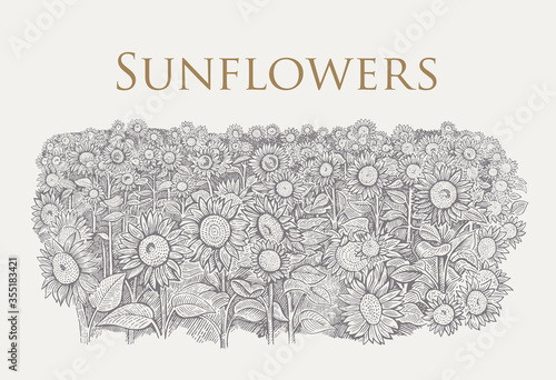 Field of sunflowers drawn in graphic style.