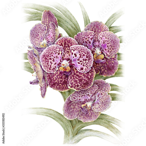 Isolated realistic vanda orchid flowers colored pencil drawing on white background.