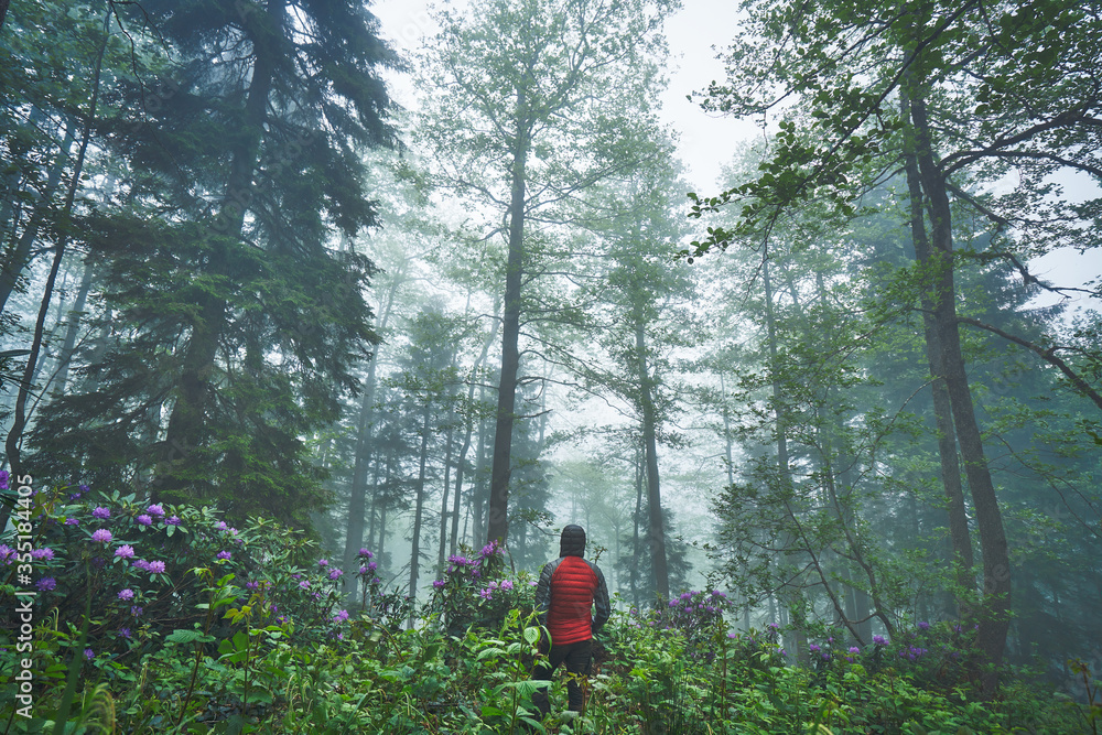 Fototapeta premium Man model is posing in mystic and foggy forest near pink, purple rhododendron flowers, Camlihemsin, Rize, Black Sea / Karadeniz region of Turkey.