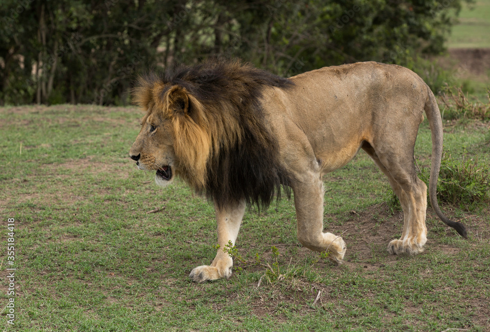 Closeup of a Lion at Masai Mara, Kenya Closeup of a Lion at Masai Mara, Kenya