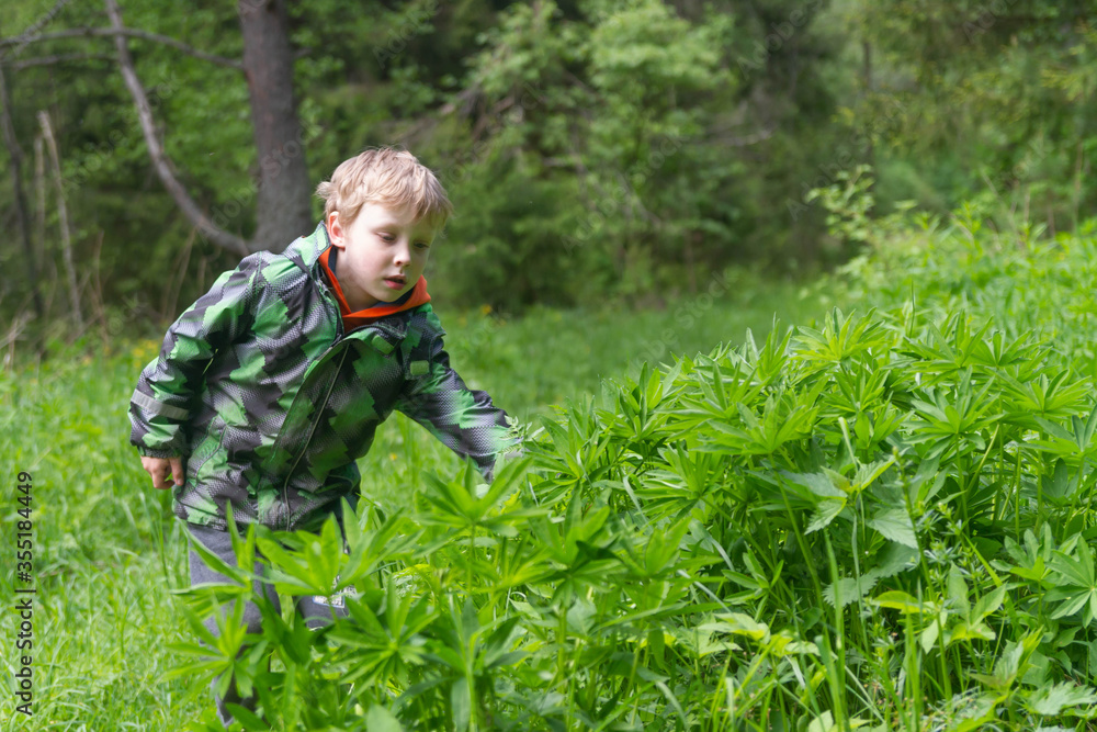 A European boy strokes and touches grass and greenery in the forest in spring or summer. A happy child loves nature. A European boy strokes and touches grass and greenery in the forest in spring or summer. A happy child loves nature.
