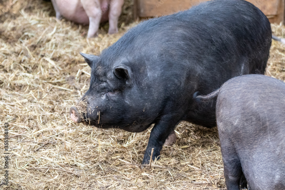 Black big pig in straw in an animal farm yard Black big pig in straw in an animal farm yard