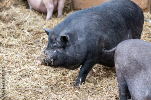 Black big pig in straw in an animal farm yard