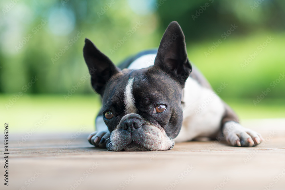 Boston Terrier dog lying on a brown wooden terrace - shallow depth of field Boston Terrier dog lying on a brown wooden terrace - shallow depth of field