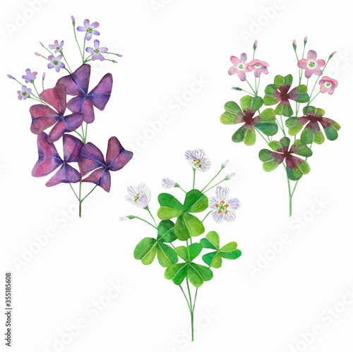 Oxalis collection watercolor on a white background