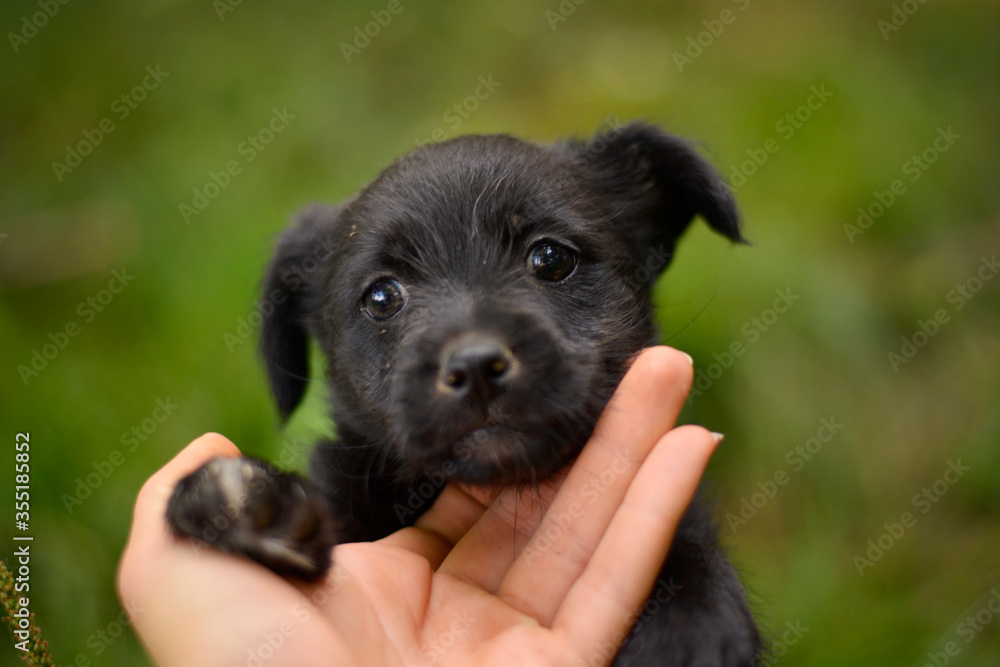 Cute little black puppy dog softly touching human hand and looking with cute eyes Cute little black puppy dog softly touching human hand and looking with cute eyes