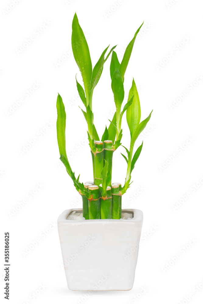 Lucky bamboo in white pot isolate on white background with clipping path Lucky bamboo in white pot isolate on white background with clipping path