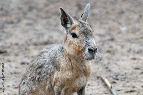 Patagonian mara cute large rodent rabbit-like animal sitting close-up. Fauna, furry.