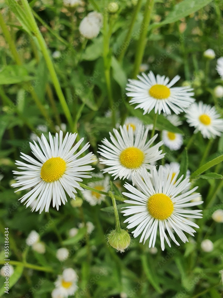 Fototapeta premium daisies in the grass