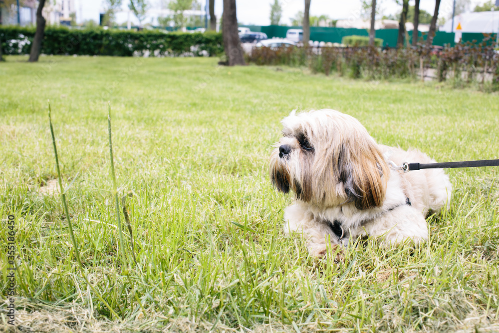 Beautiful shih tzu dog with leash lying on the grass outside on summer day. 