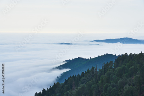 Pine trees - forest  hills and sea of clouds. Landscape photo taken in Kackar   Ka  kar mountains  highlands of Black Sea   Karadeniz region of Turkey.           