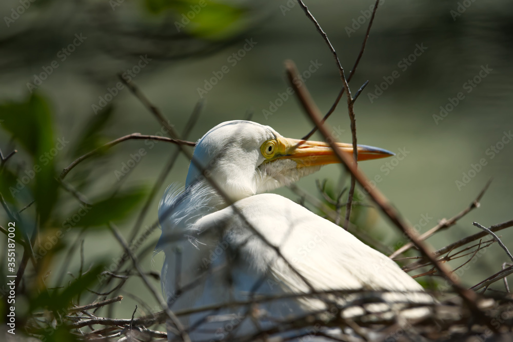 A great egret sitting on her nest. A great egret sitting on her nest.