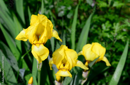 beautiful Iris pseudacorus. yellow or water flag close up on the background of herbs in the garden. golden flower