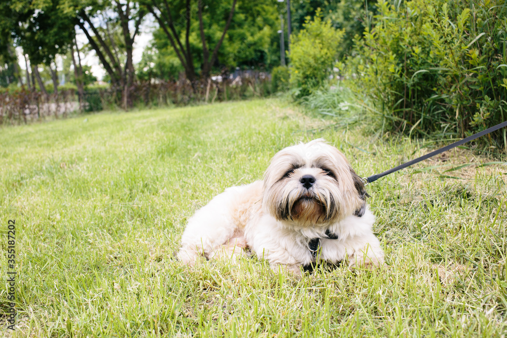 Beautiful shih tzu dog with leash lying on the grass outside on summer day. full face
