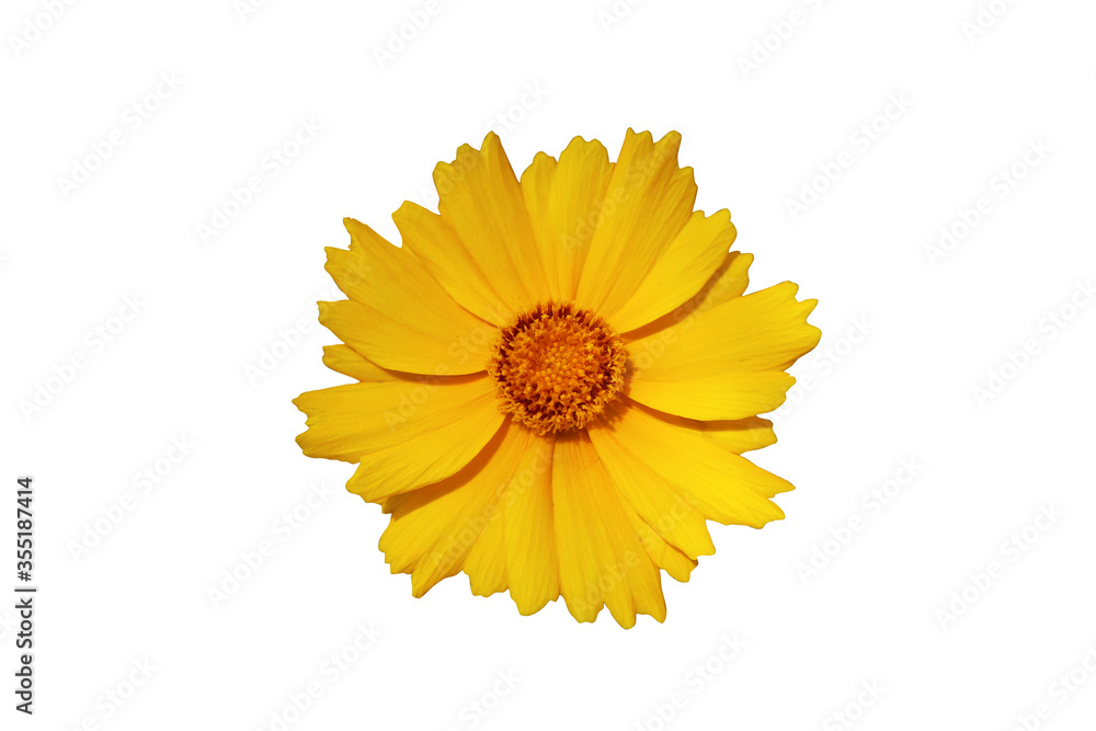 Beautiful Yellow Wild Flower Isolated on White Background Bloom Wide Open Close up Macro Photography Beautiful Yellow Wild Flower Isolated on White Background Bloom Wide Open Close up Macro Photography