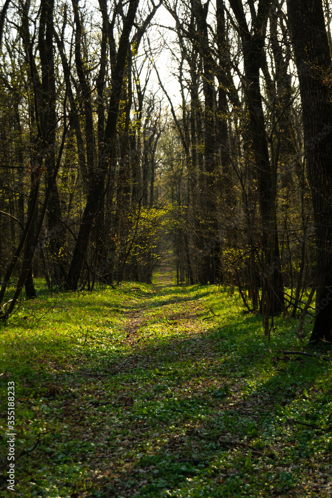 Fototapeta premium path in the forest