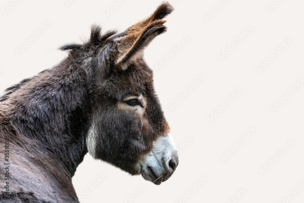 Close-Up Portrait Of brown Donkey, isolated on white background Close-Up Portrait Of brown Donkey, isolated on white background