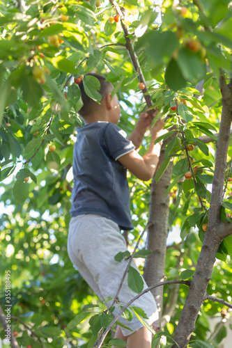 In the summer, an active and cheerful boy collects and eats cherries on a tree.
