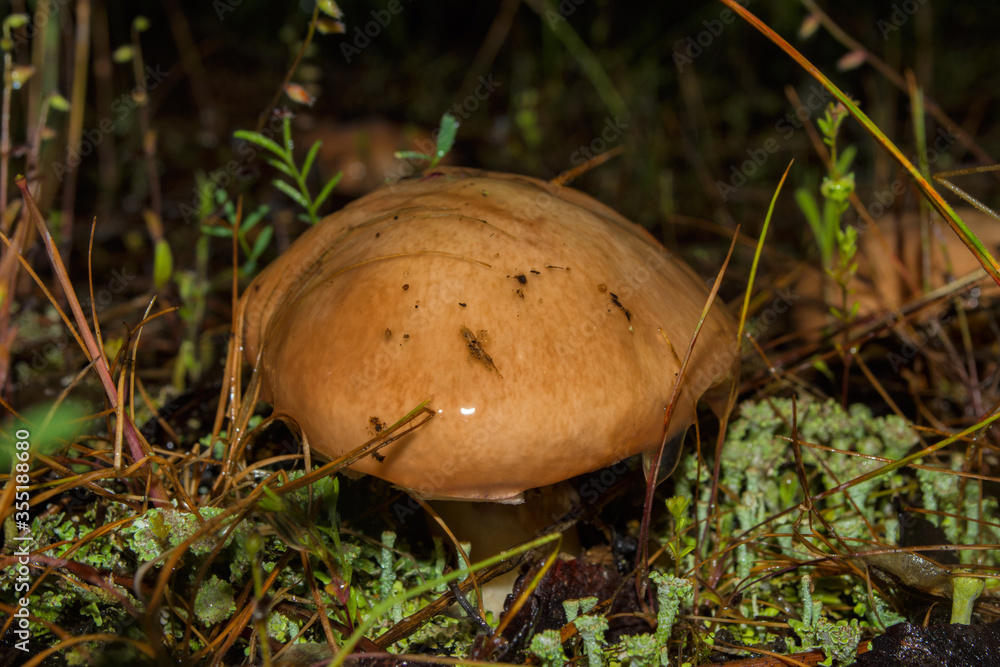 Beautiful young mushroom Suillus luteus or Slippery jack in the moss. Suillus luteus closeup. Soft focus. Beautiful young mushroom Suillus luteus or Slippery jack in the moss. Suillus luteus closeup. Soft focus.
