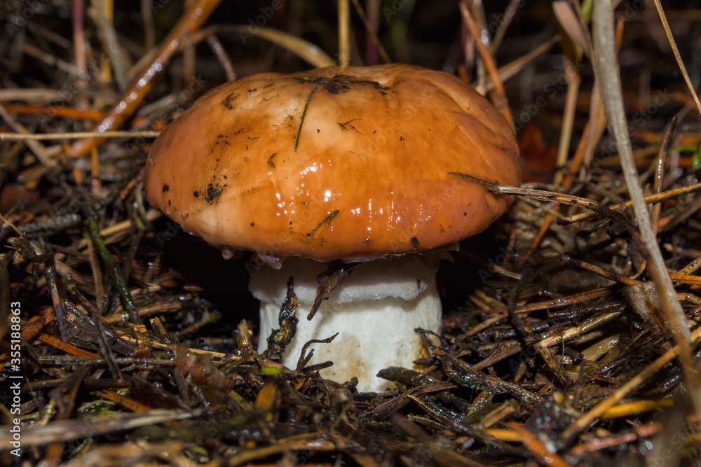Big mushroom Suillus luteus growing in the pine forest. Mushroom closeup. Soft selective focus. Big mushroom Suillus luteus growing in the pine forest. Mushroom closeup. Soft selective focus.