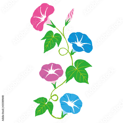 きれいな朝顔のイラスト