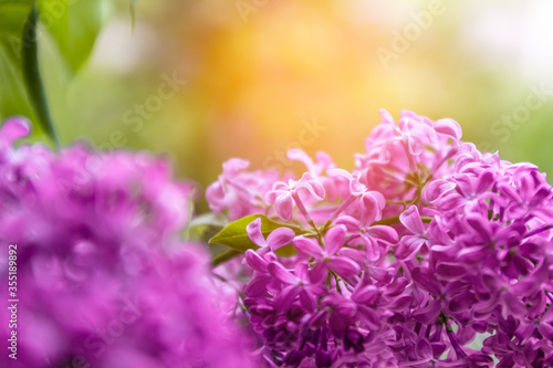 Beautiful branch lilac flowers on blurry background. Spring nature floral background, pink purple lilac flowers. Greeting card banner with flowers for the holiday