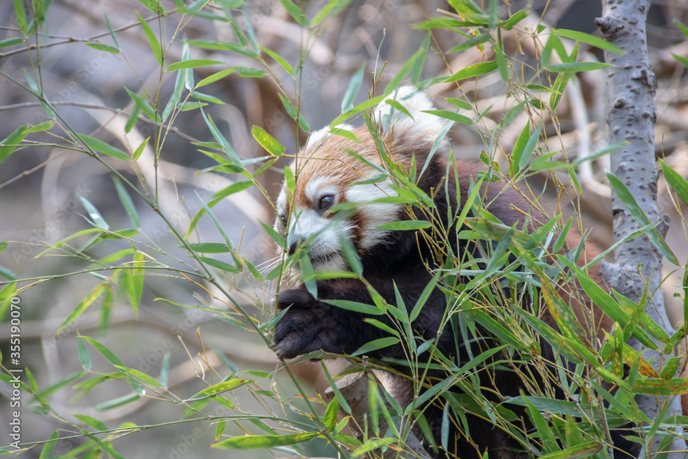 Obraz premium レッサーパンダの写真