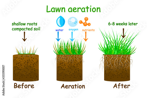 Lawn aeration stage illustration. Before and after aeration. Gardening grass lawn care, landscaping, lawn grass care service. Illustration for article, infographics or instruction. Stock vector