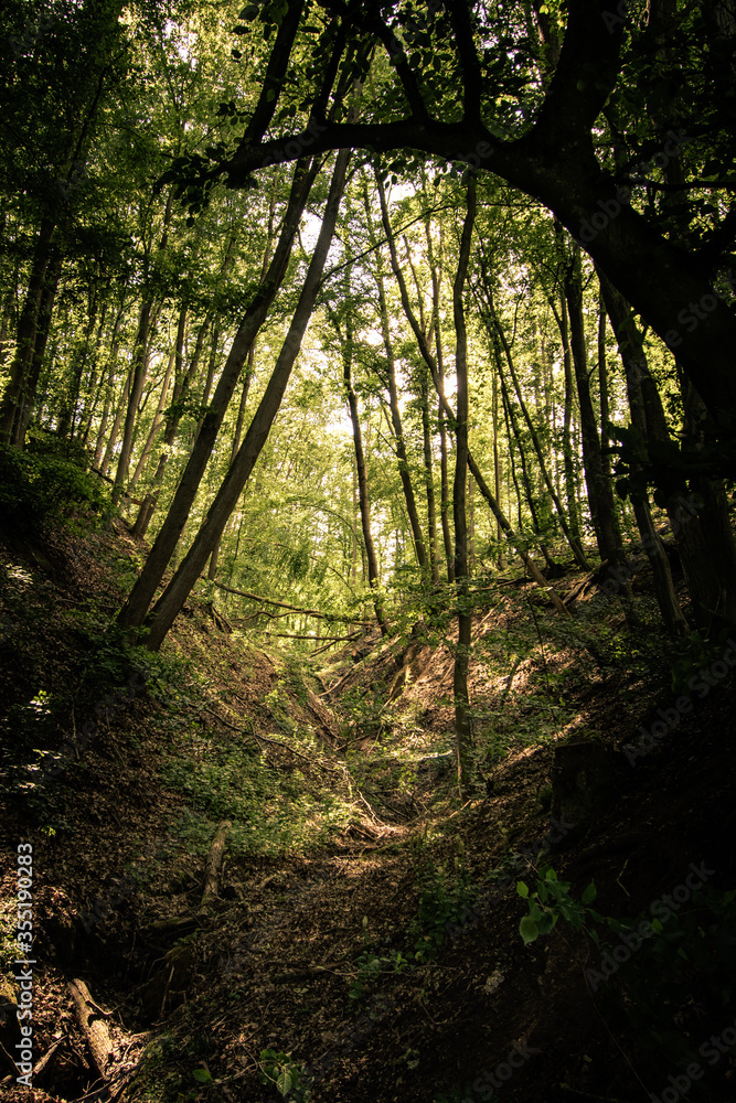 Naklejka premium sunlight breaking through forest top along beautiful small gorge