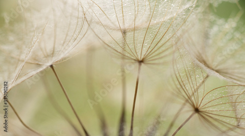 Detailaufnahme einer Pusteblume