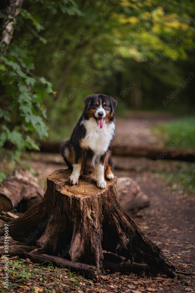 Happy dog sitting on a big stump in a green forest. Australian shepherd black tricolor