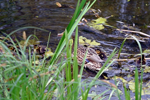 family of wild ducks on the water surface of the city pond