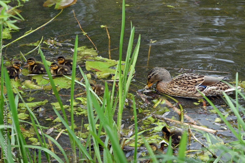 family of wild ducks on the water surface of the city pond family of wild ducks on the water surface of the city pond