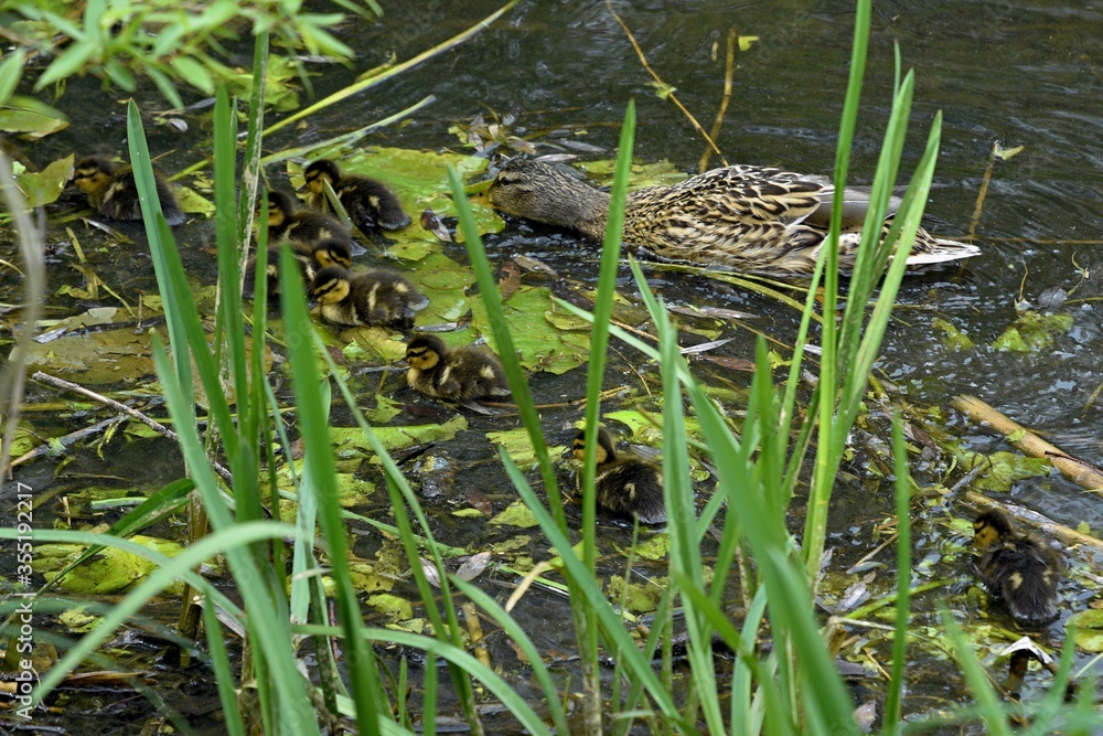 family of wild ducks on the water surface of the city pond family of wild ducks on the water surface of the city pond
